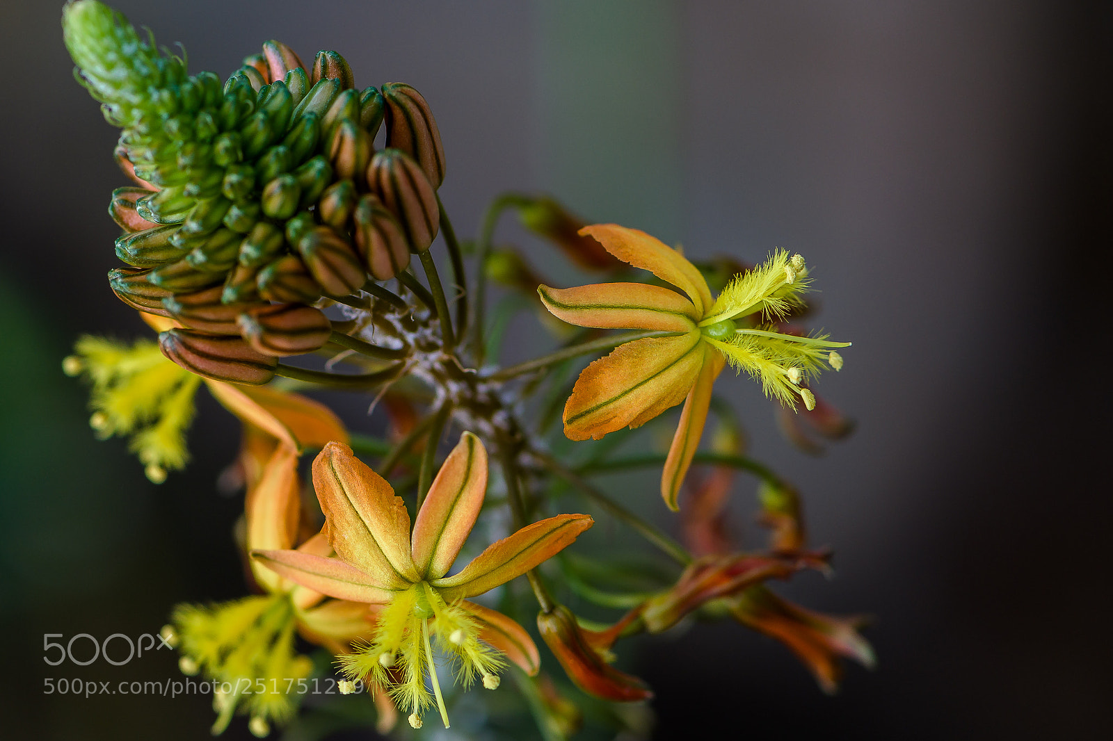 Nikon D850 sample photo. Botanical garden munich photography
