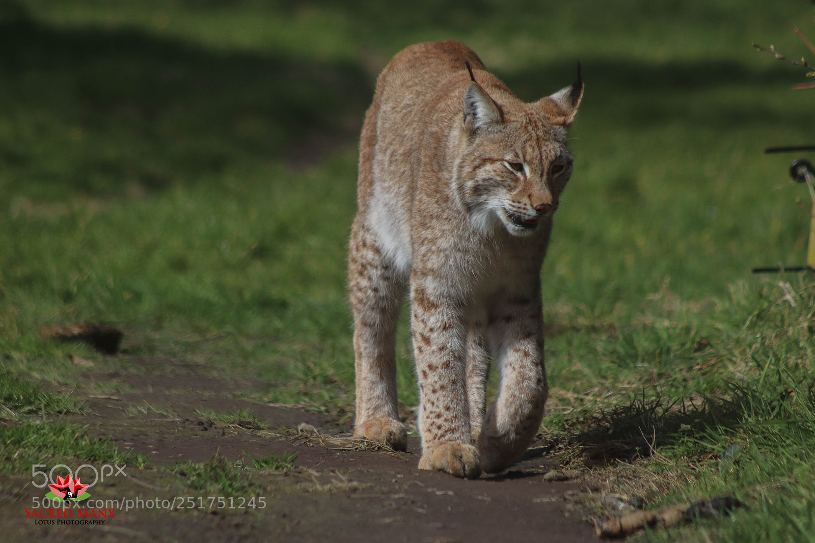 Canon EOS 77D (EOS 9000D / EOS 770D) sample photo. Lynx - iom photography