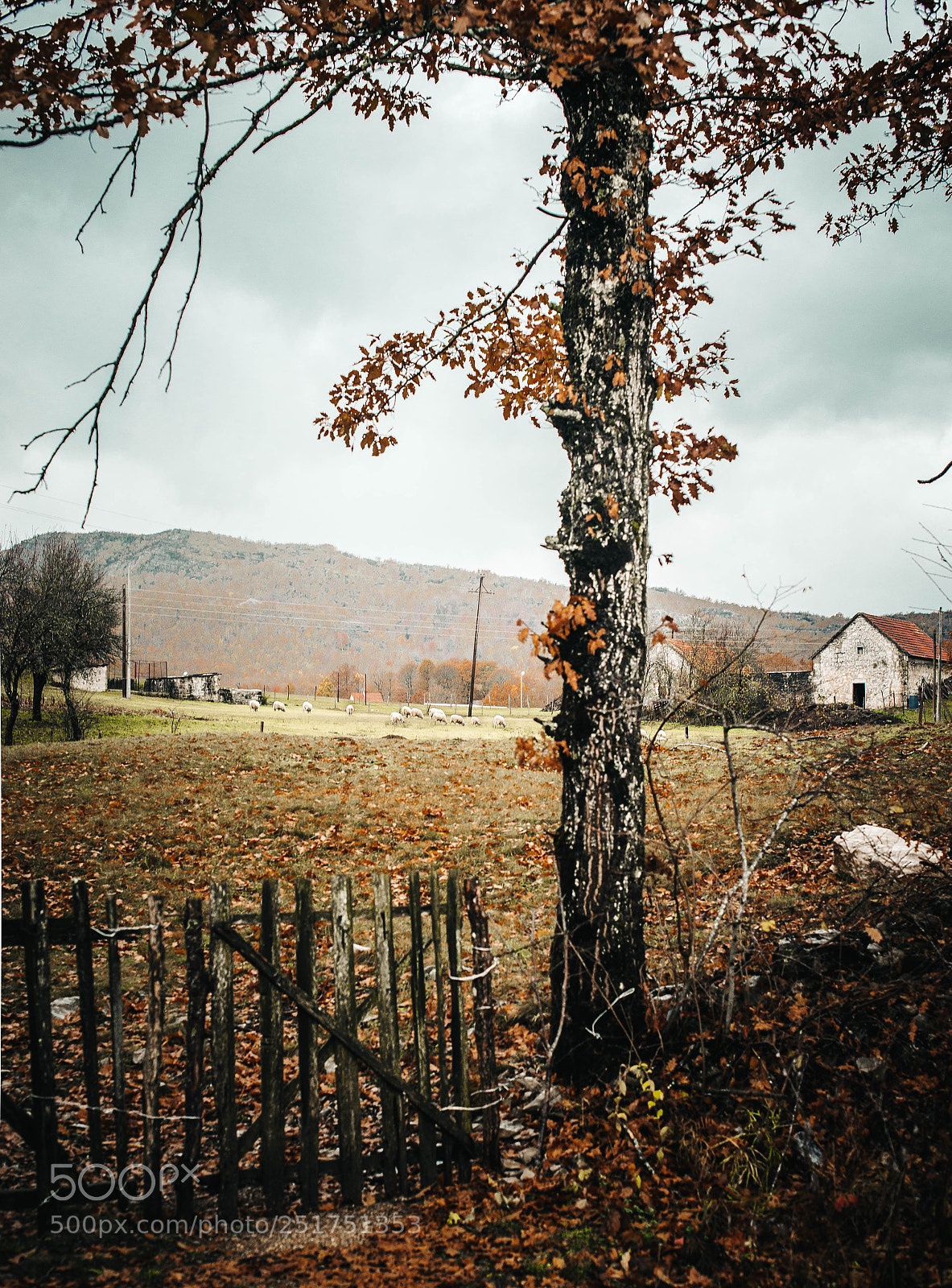 Nikon D610 sample photo. Montenegro photography