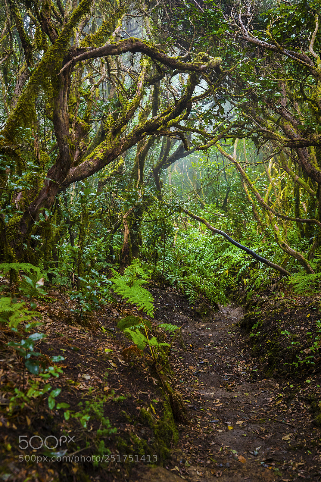 Canon EOS 5D Mark IV sample photo. El pijaral - tenerife photography