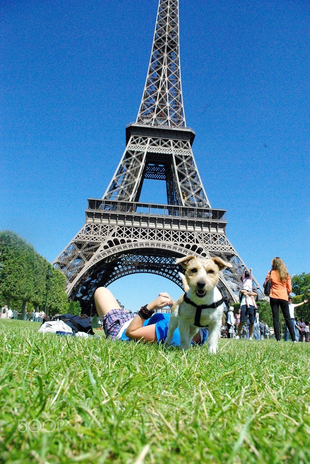 Pentax K-m (K2000) sample photo. Dog in paris photography