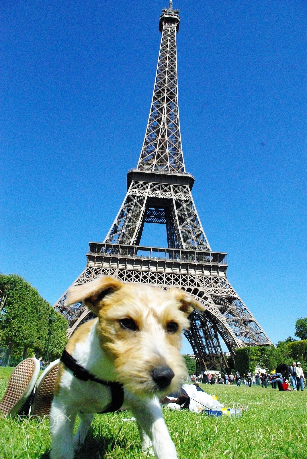 Pentax K-m (K2000) sample photo. Dog in paris photography