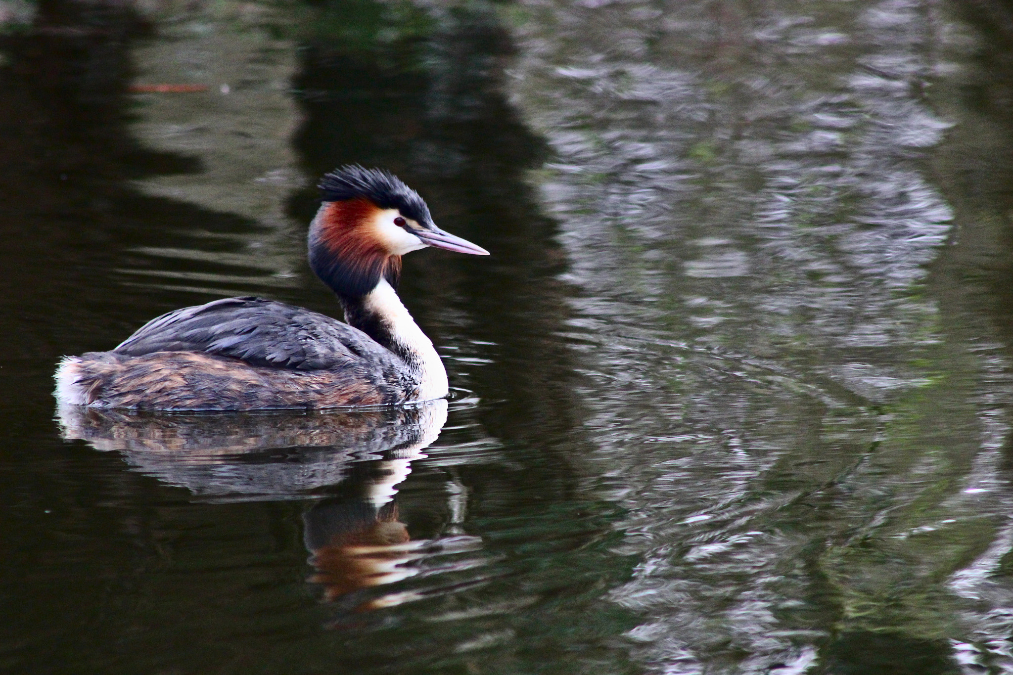 Canon EF 75-300mm f/4-5.6 sample photo
