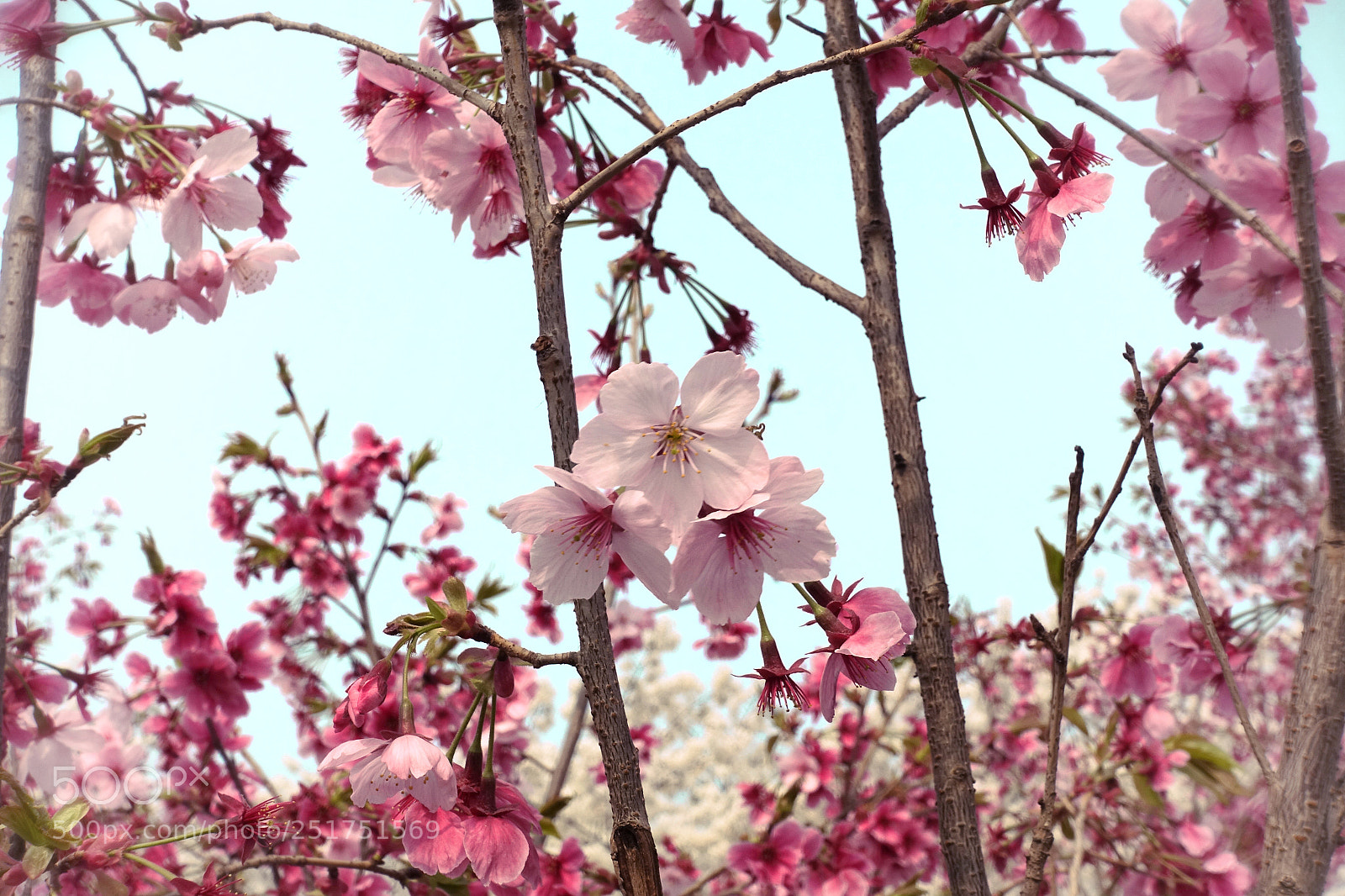 Sony DSC-RX100M5 sample photo. 樱花灿烂 photography