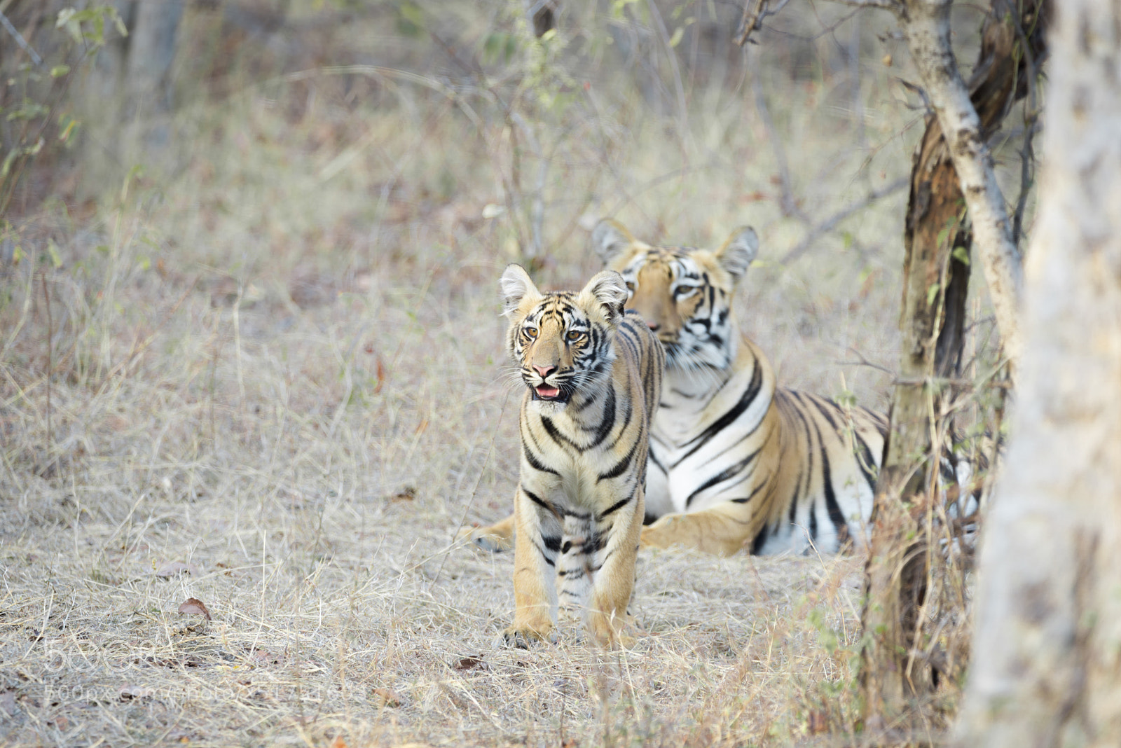 Nikon D610 sample photo. Mother and her cub photography