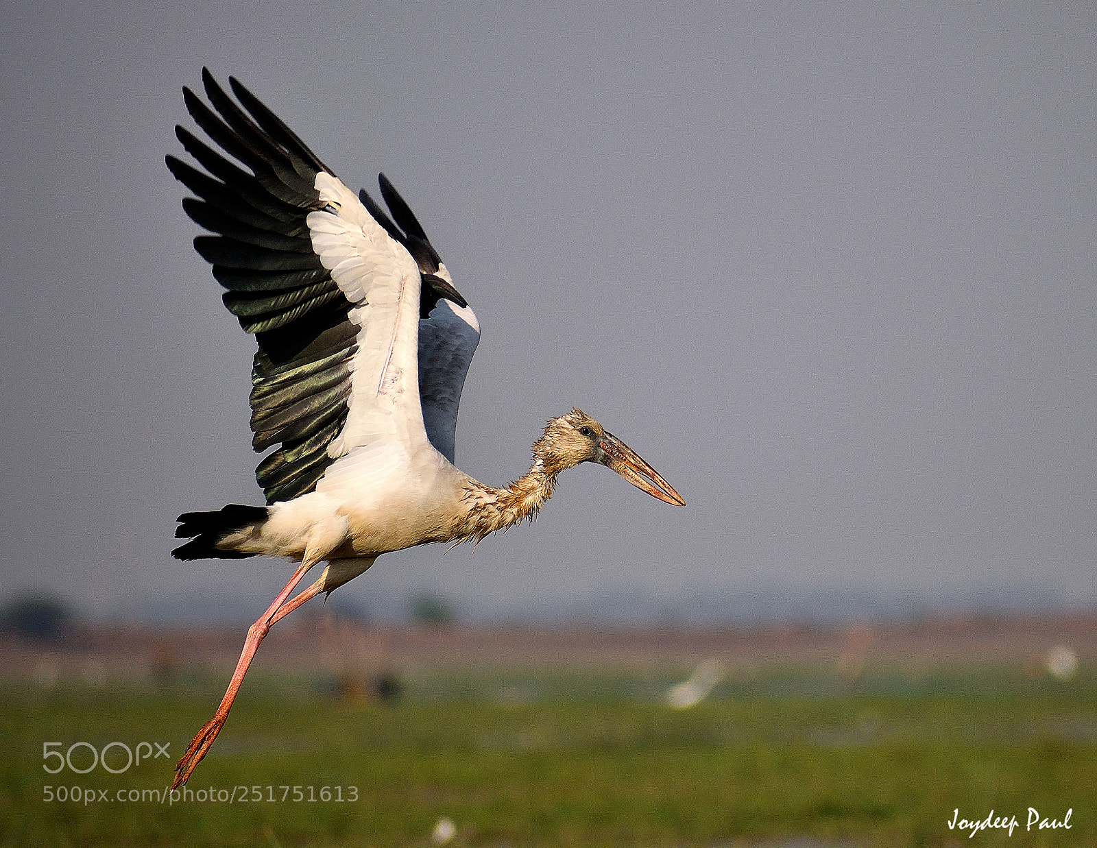 Nikon D3300 sample photo. Asian openbill stork (samukkhol) photography