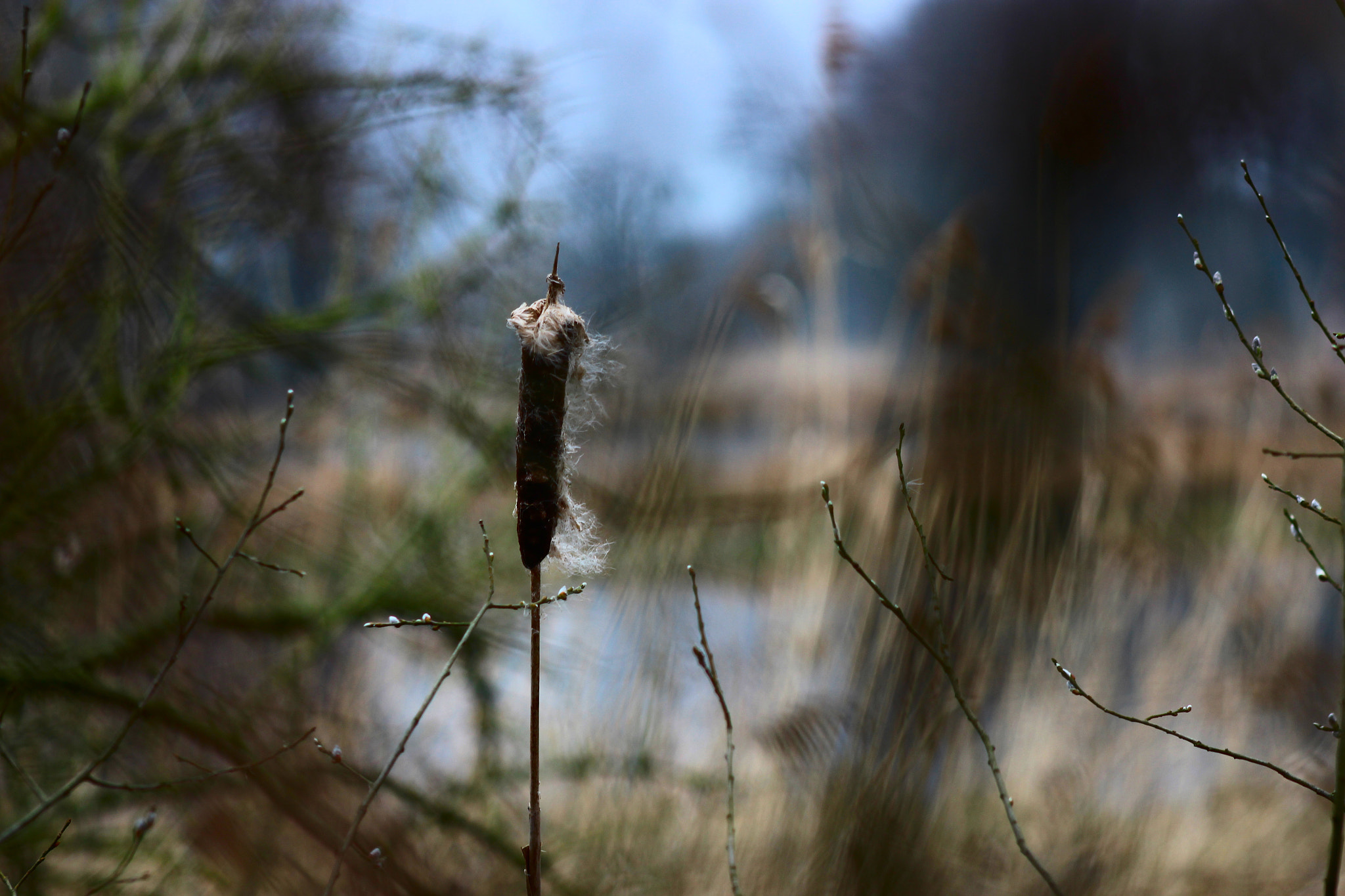 Canon EF 75-300mm f/4-5.6 sample photo