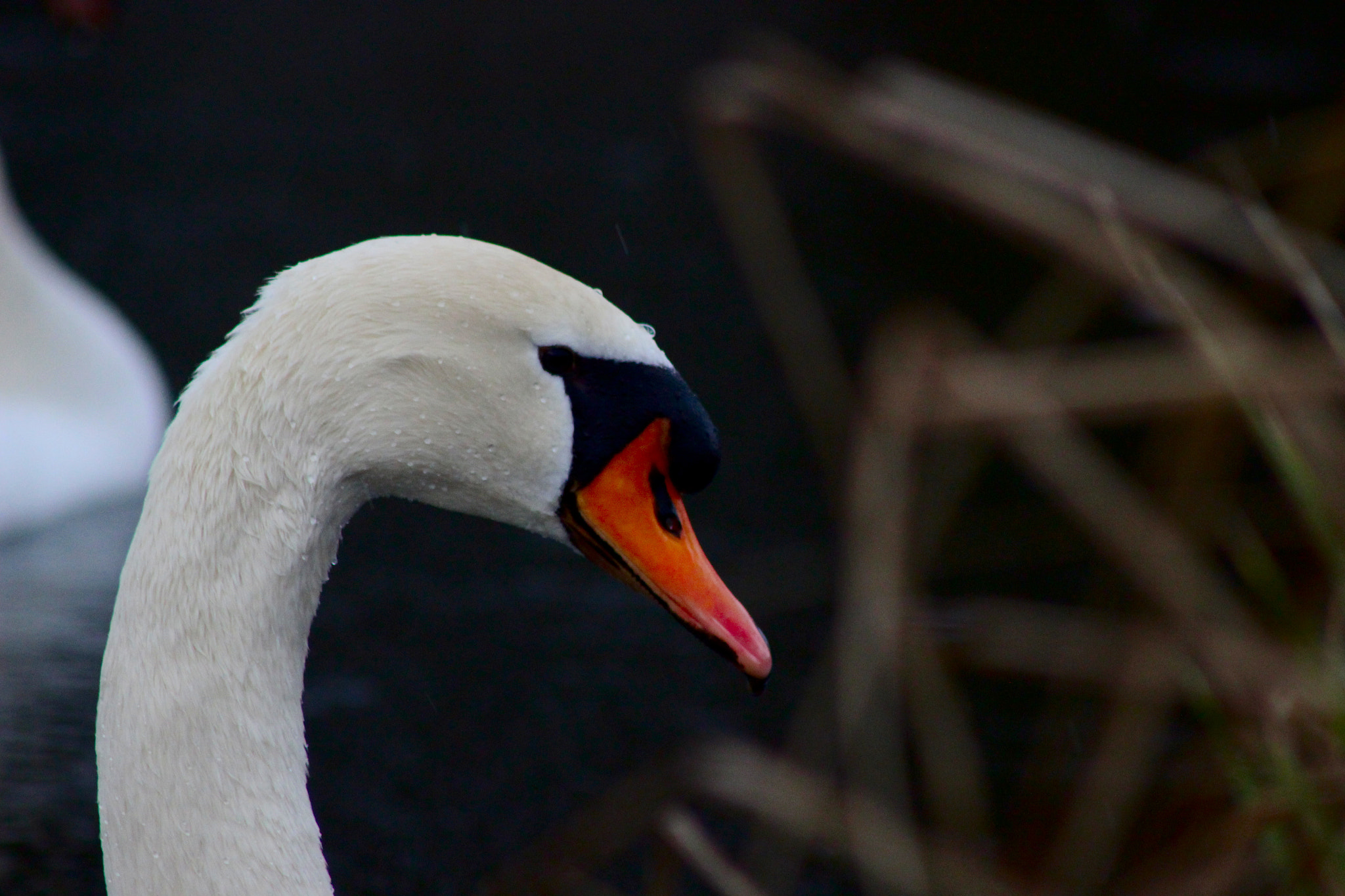 Canon EF 75-300mm f/4-5.6 sample photo