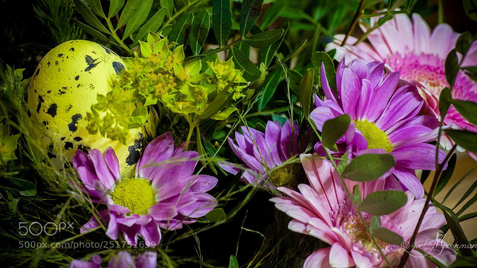 Sony SLT-A57 sample photo. Easter flower ! photography