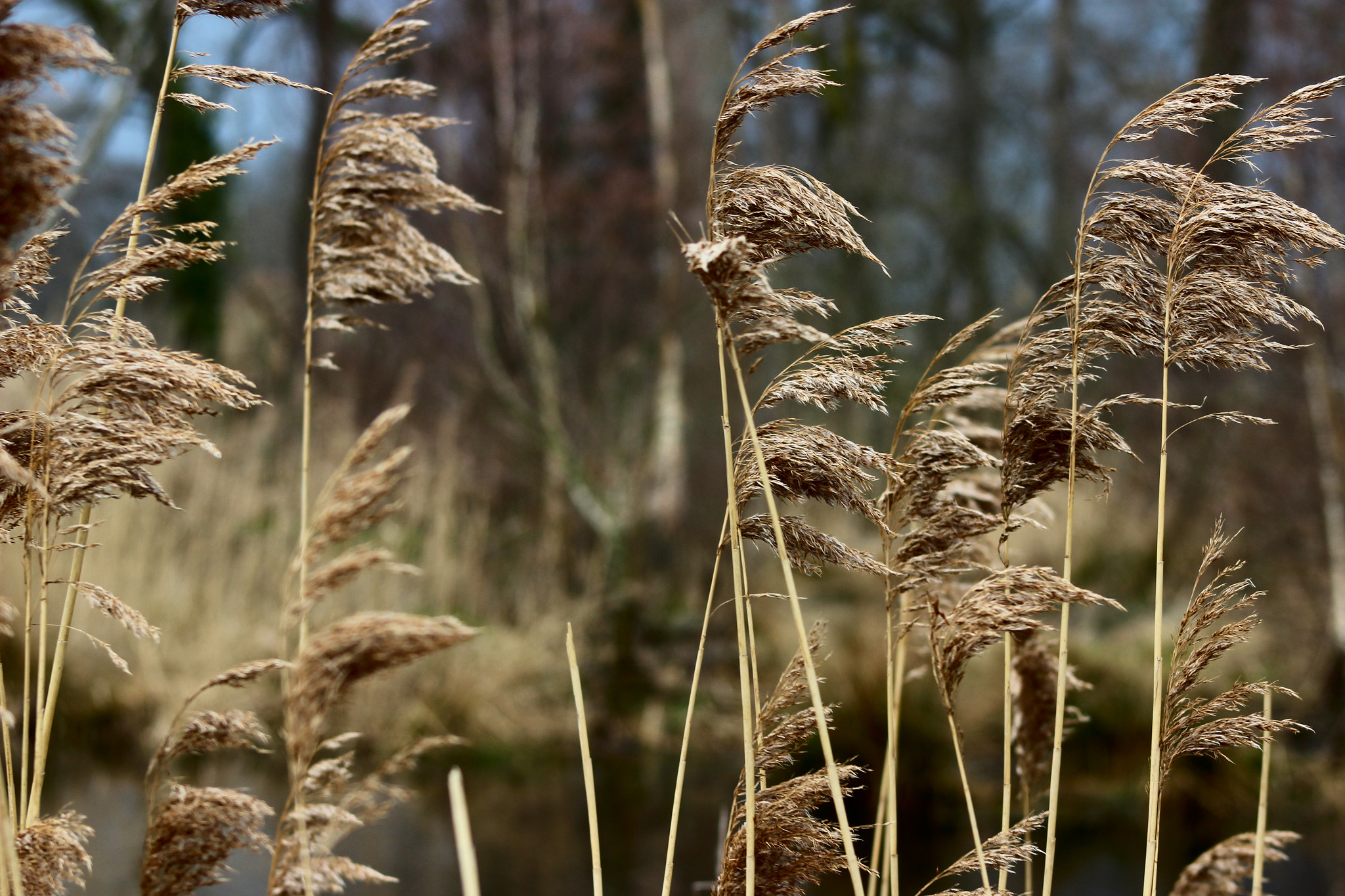 Canon EF 75-300mm f/4-5.6 sample photo