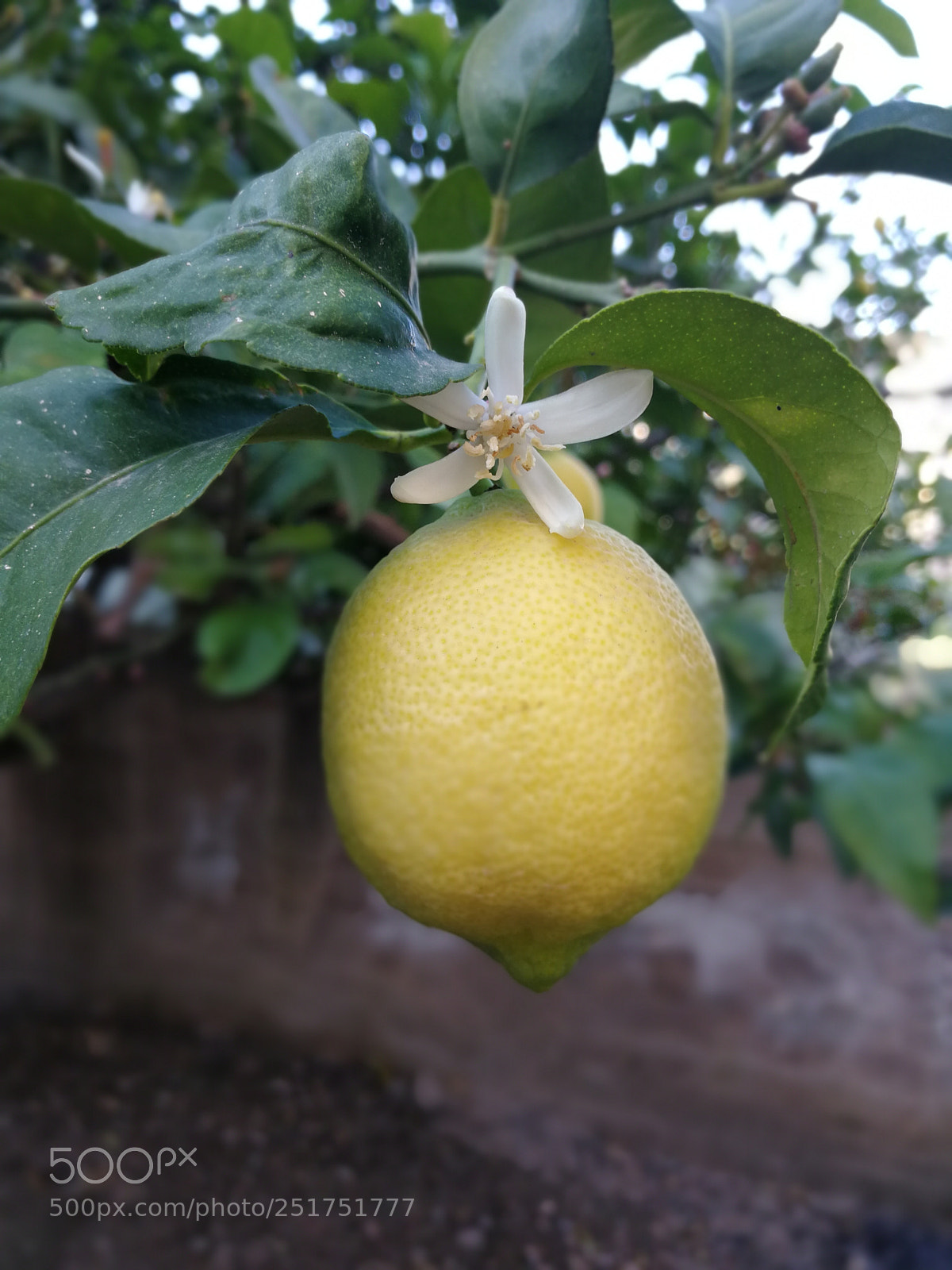 HUAWEI Mate 9 sample photo. Untitled photography