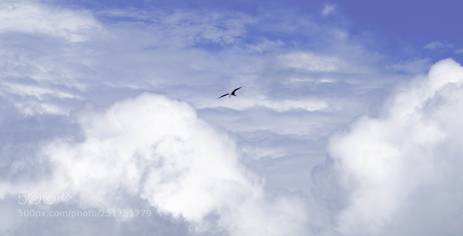 Nikon D5300 sample photo. Freedom photography