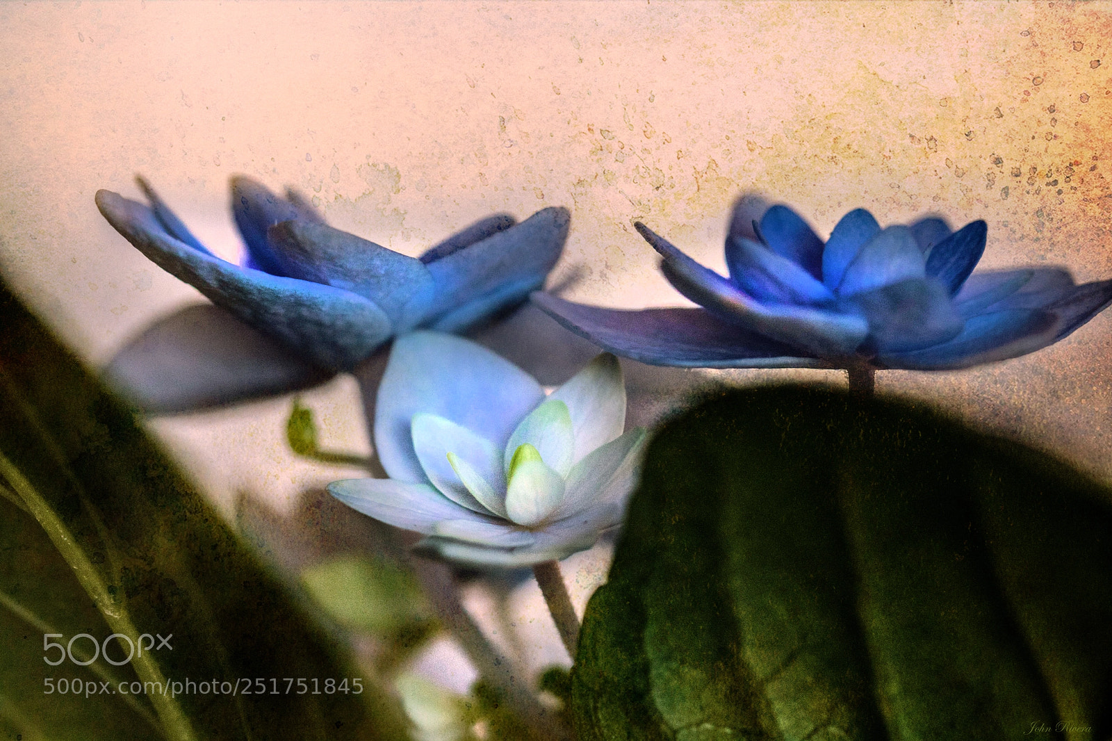 Canon EOS 760D (EOS Rebel T6s / EOS 8000D) sample photo. Art of hydrangea photography