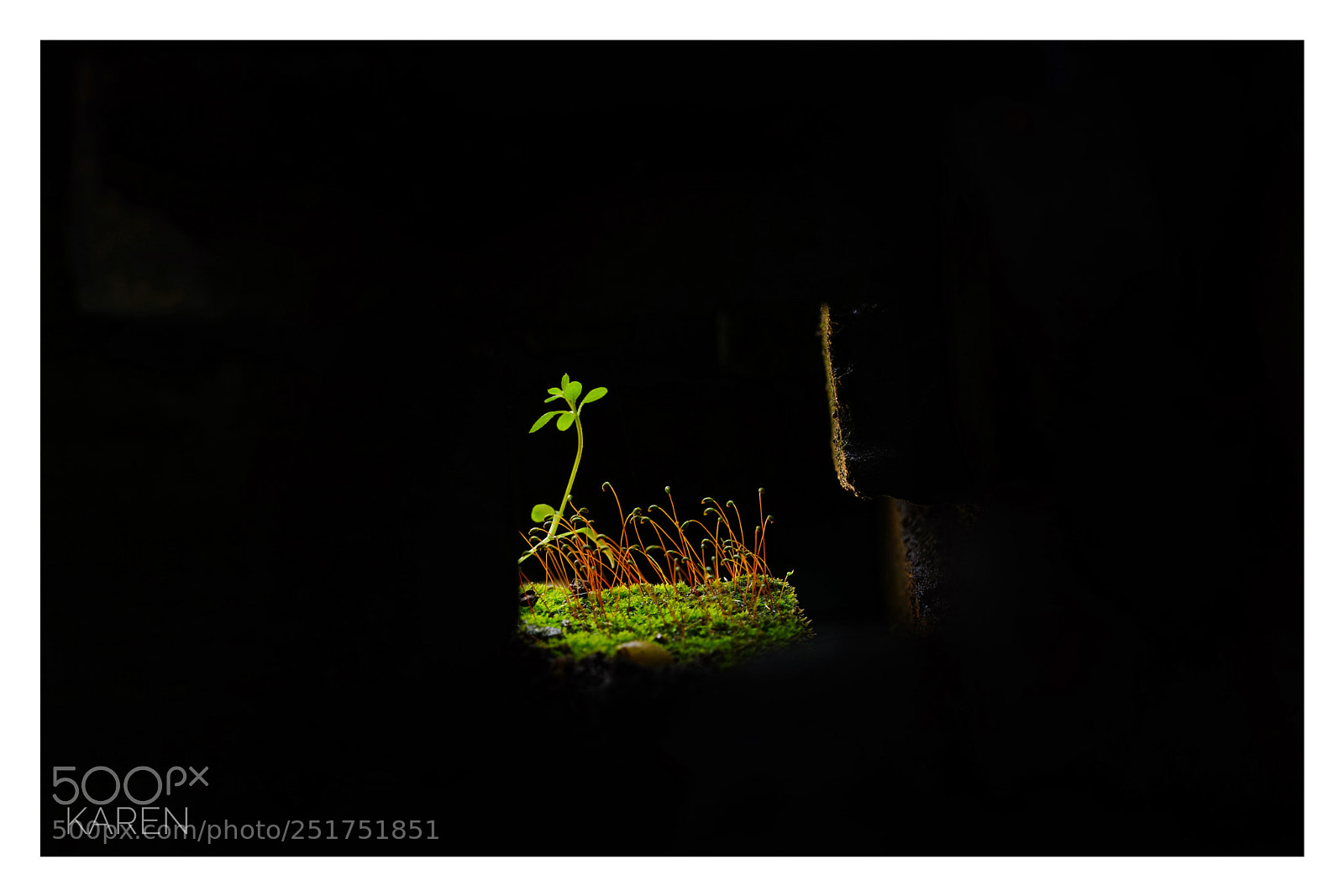 Sony a7R II sample photo. Funaria hygrometrica photography