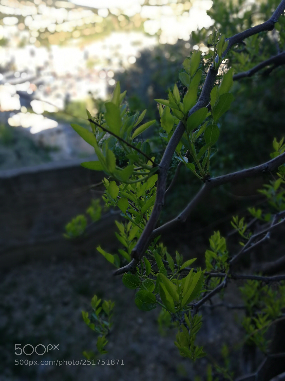 HUAWEI Mate 9 sample photo. Untitled photography