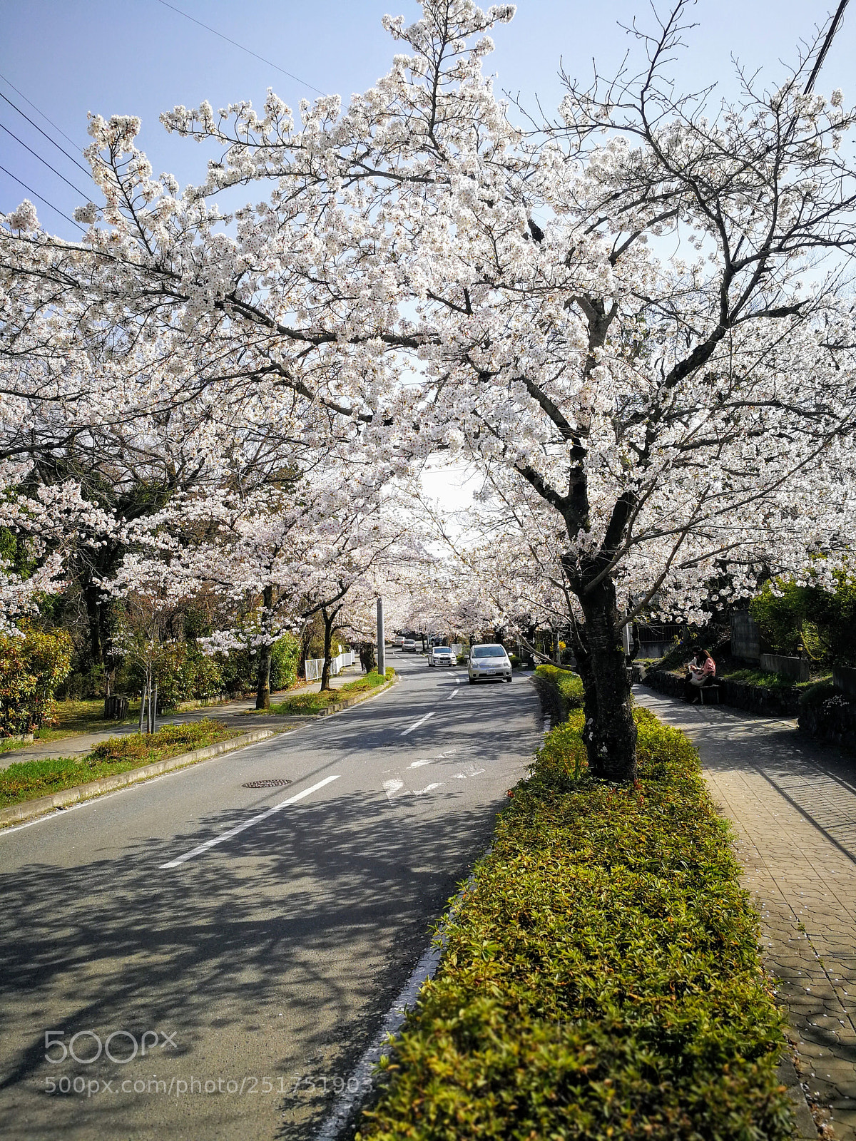 HUAWEI Mate 9 sample photo. 北桜通り photography