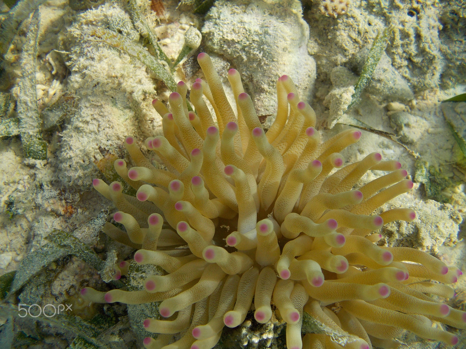 Nikon Coolpix S31 sample photo. Sea anemone photography