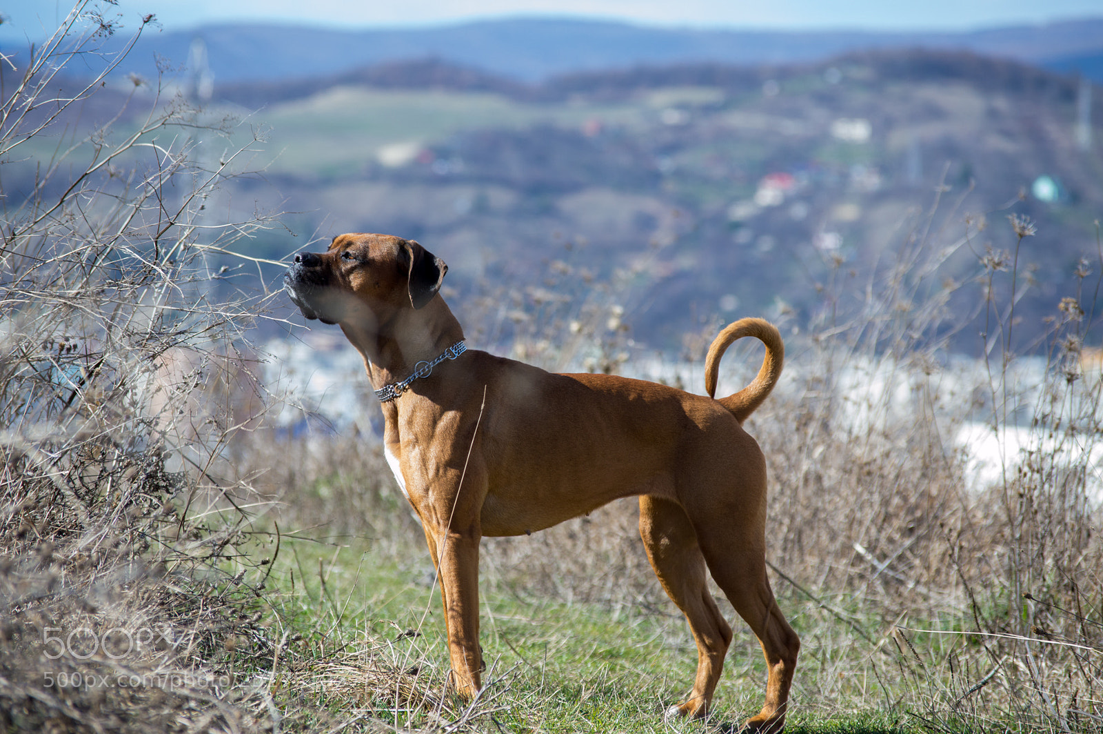 Nikon D3200 sample photo. Dogge in the woods photography