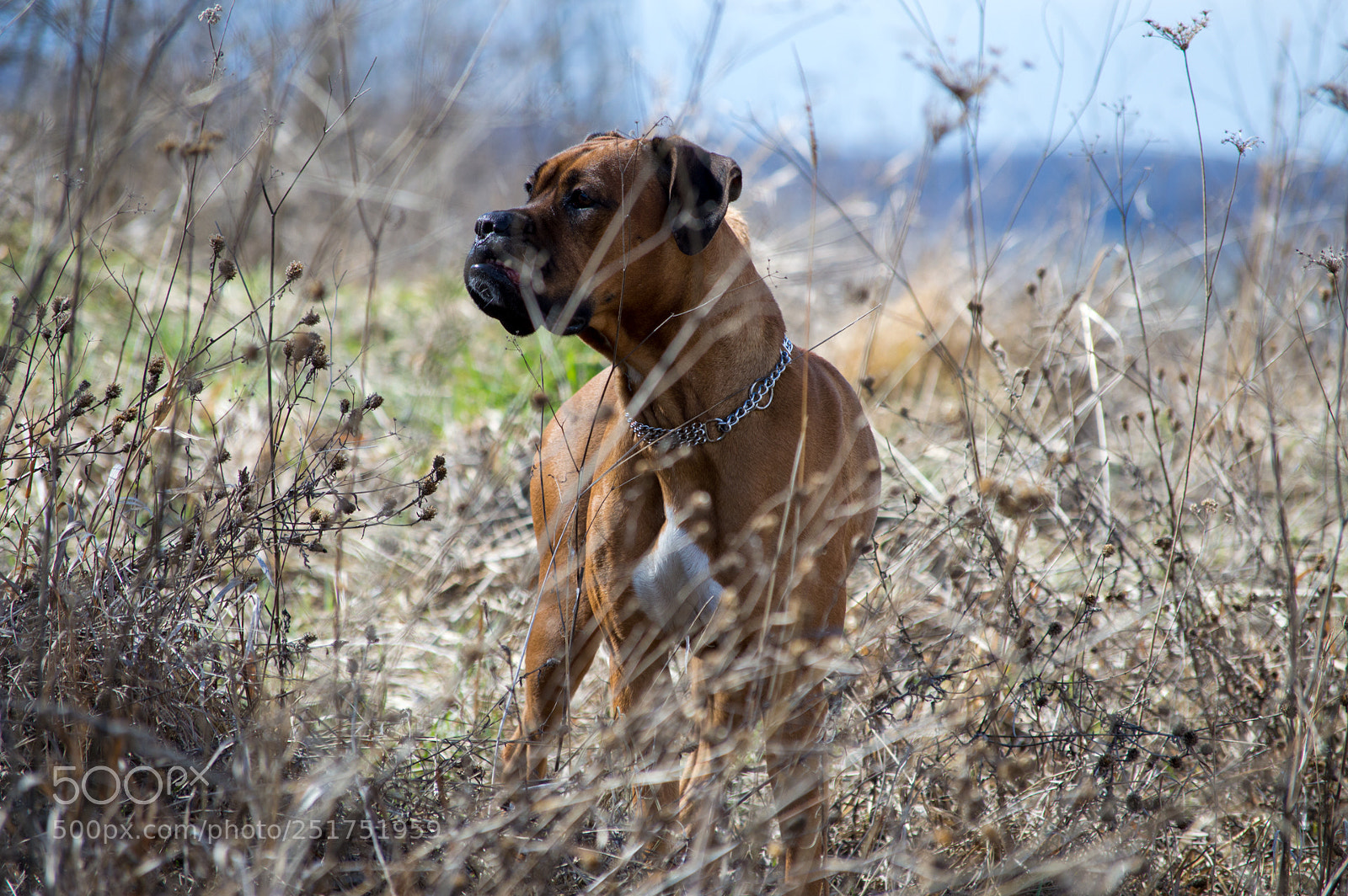 Nikon D3200 sample photo. Dogge in the woods photography