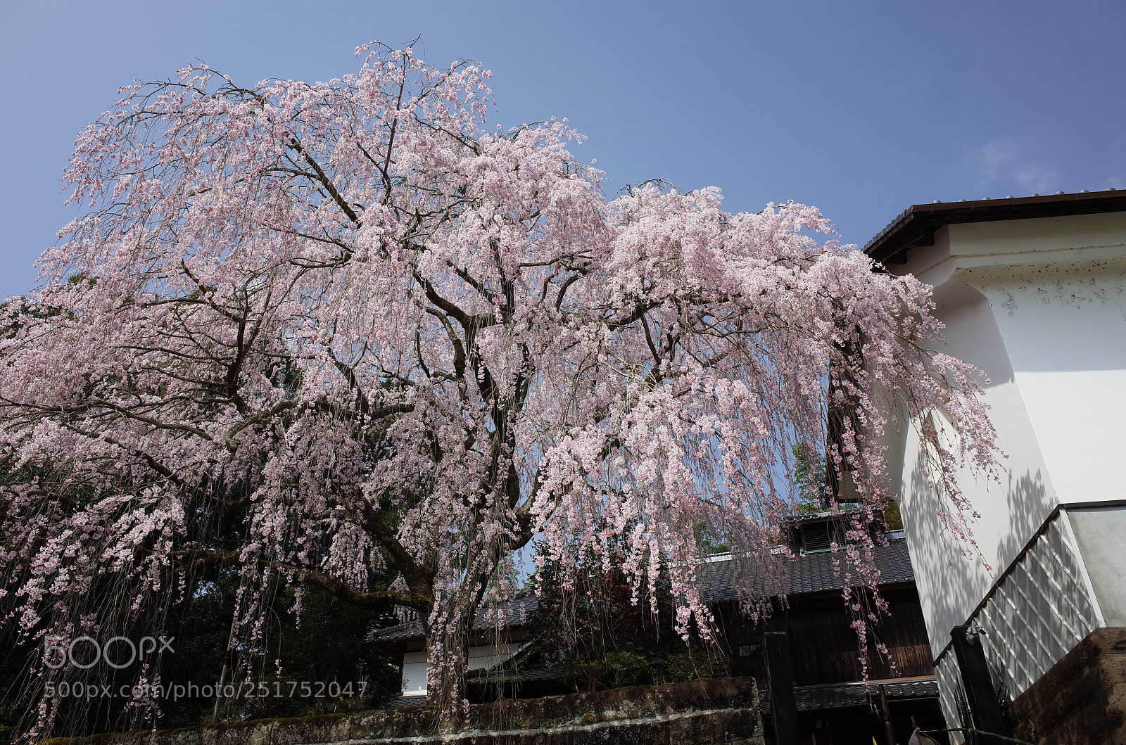 Ricoh GR sample photo. 豊後竹田古庄家の枝垂れ桜 photography