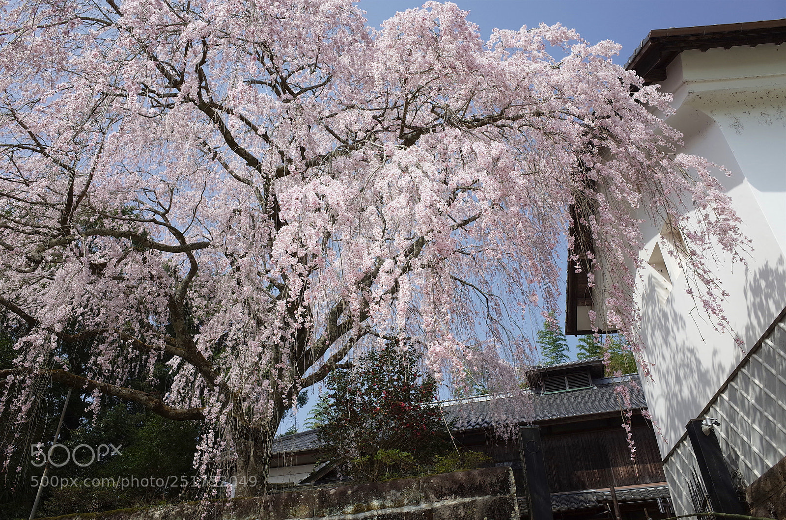 Ricoh GR sample photo. 豊後竹田古庄家の枝垂れ桜 photography