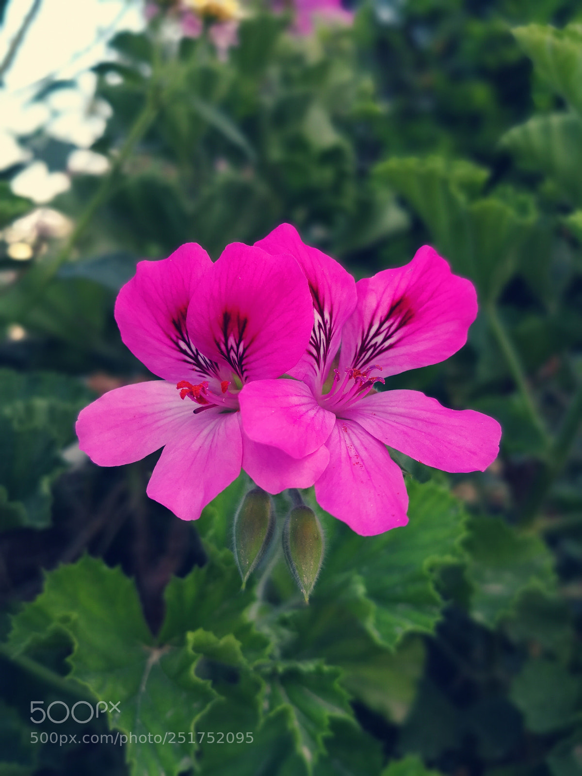 HUAWEI Mate 10 Pro sample photo. Pink flower 2 photography