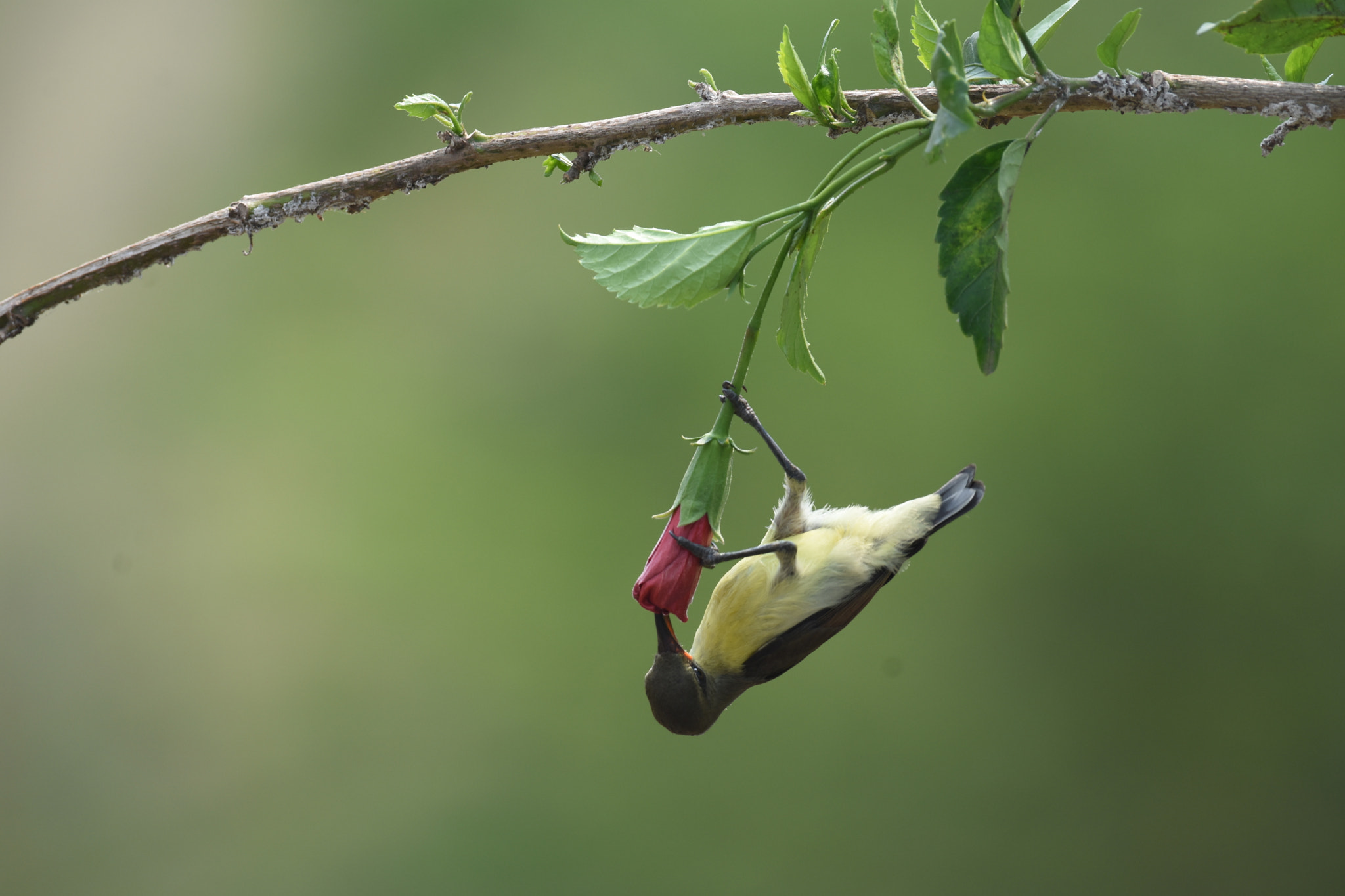 Nikon AF-S Nikkor 200-500mm F5.6E ED VR sample photo. Defying the gravity photography