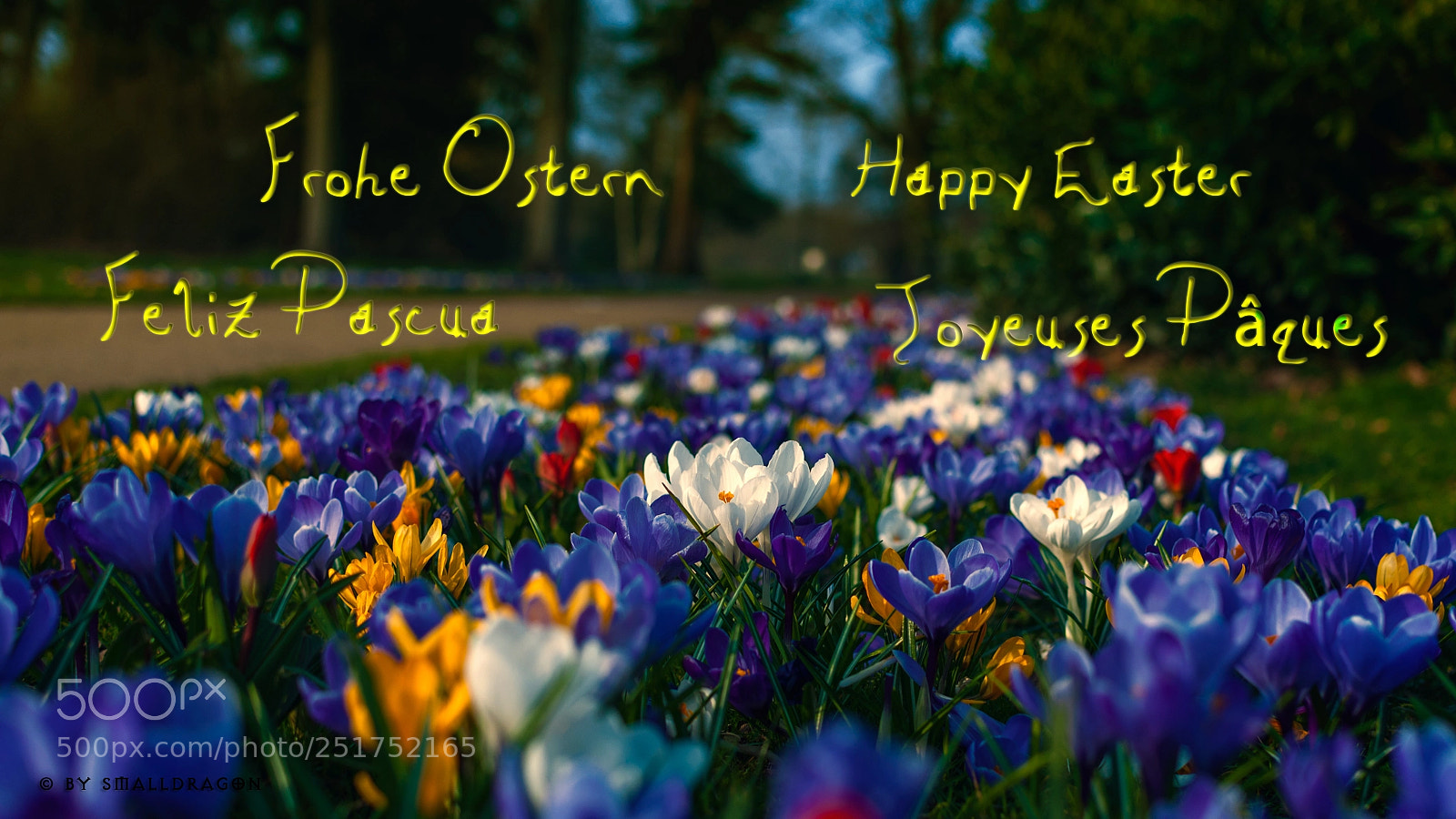 Nikon D5000 sample photo. Crocus photography