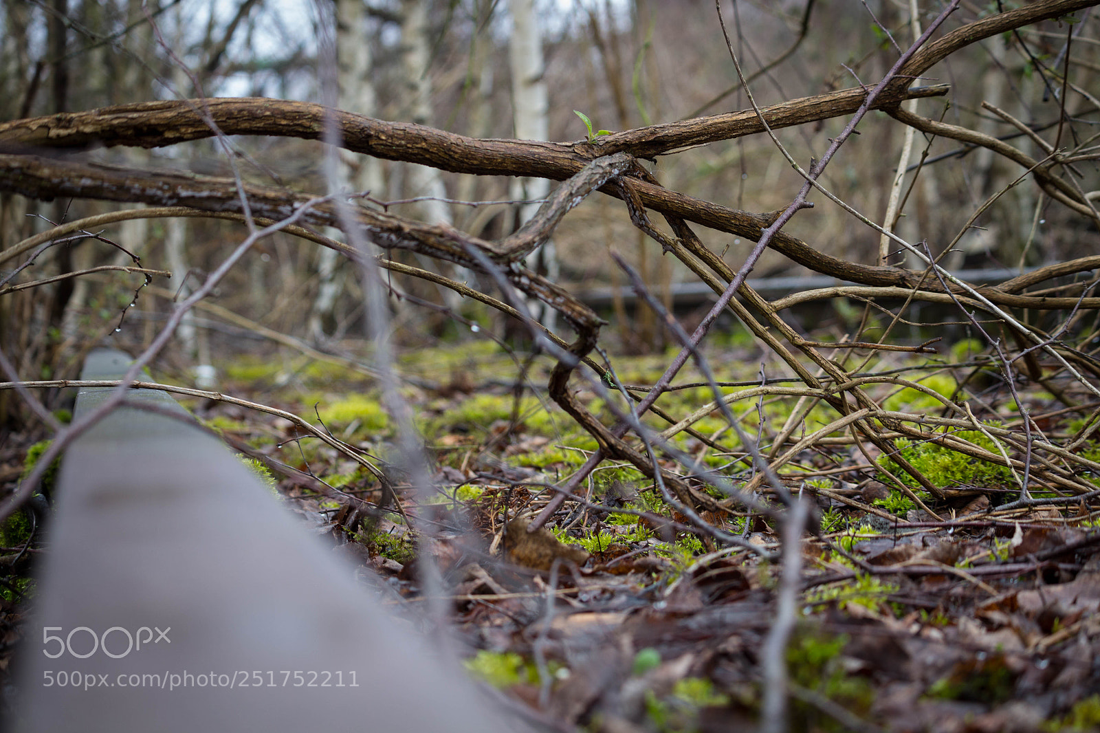 Canon EOS 700D (EOS Rebel T5i / EOS Kiss X7i) sample photo. Nature takes back decommissioned photography