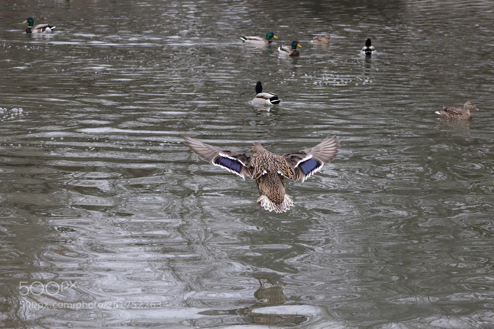 Canon EOS 100D (EOS Rebel SL1 / EOS Kiss X7) sample photo. More ducks photography
