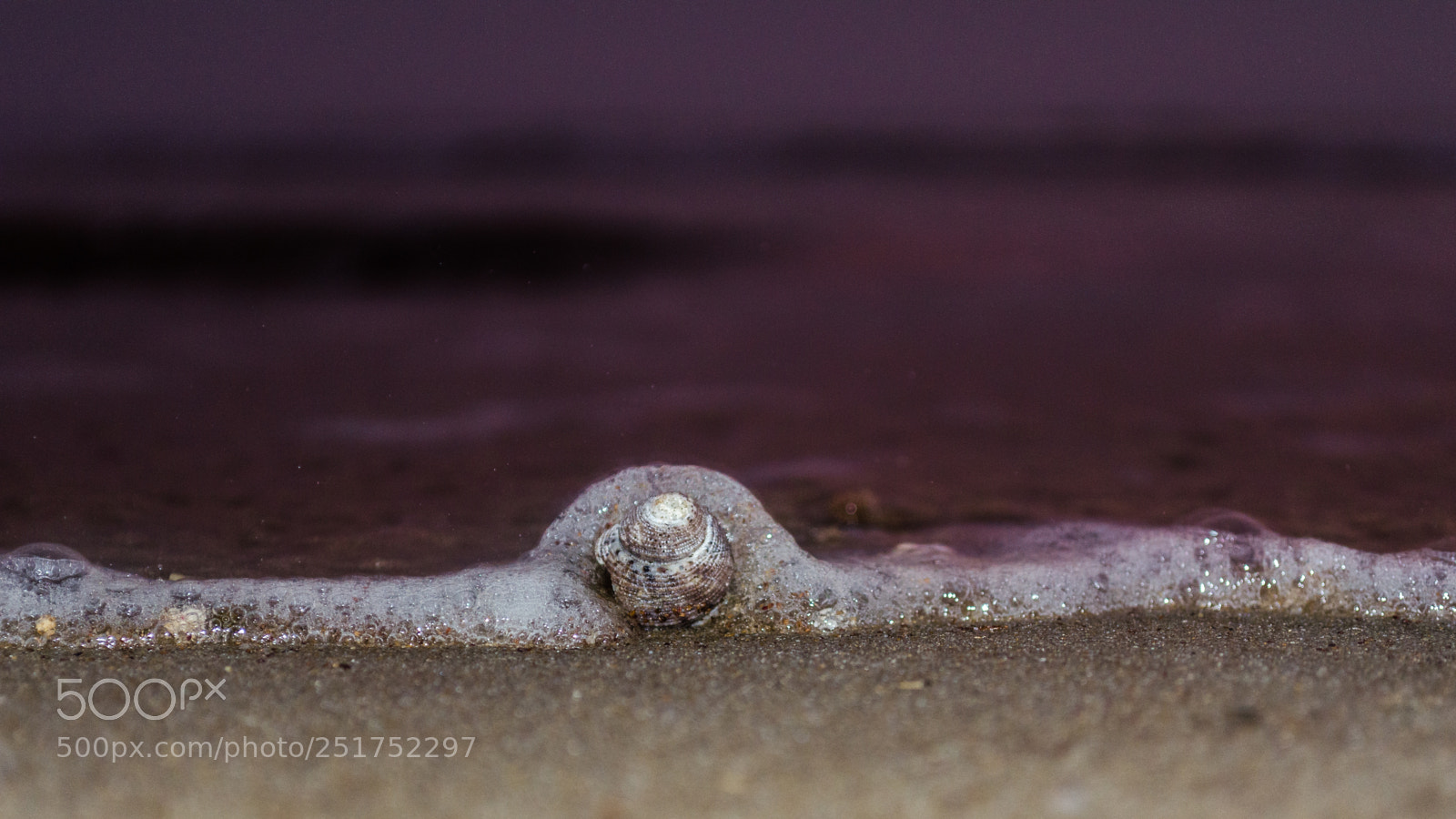 Nikon D5100 sample photo. Shell soaked photography