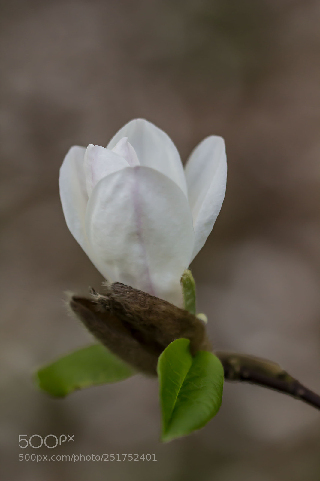 Canon EOS 700D (EOS Rebel T5i / EOS Kiss X7i) sample photo. Last year... photography