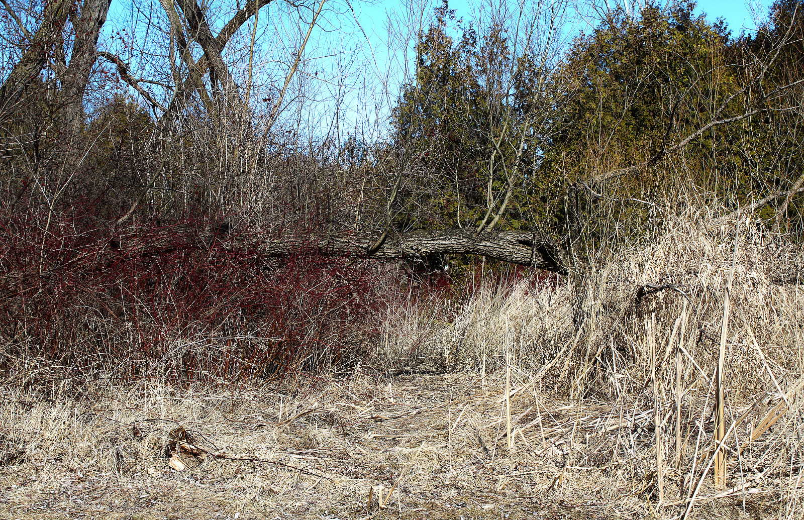 Canon EOS 1200D (EOS Rebel T5 / EOS Kiss X70 / EOS Hi) sample photo. Tangled brush photography
