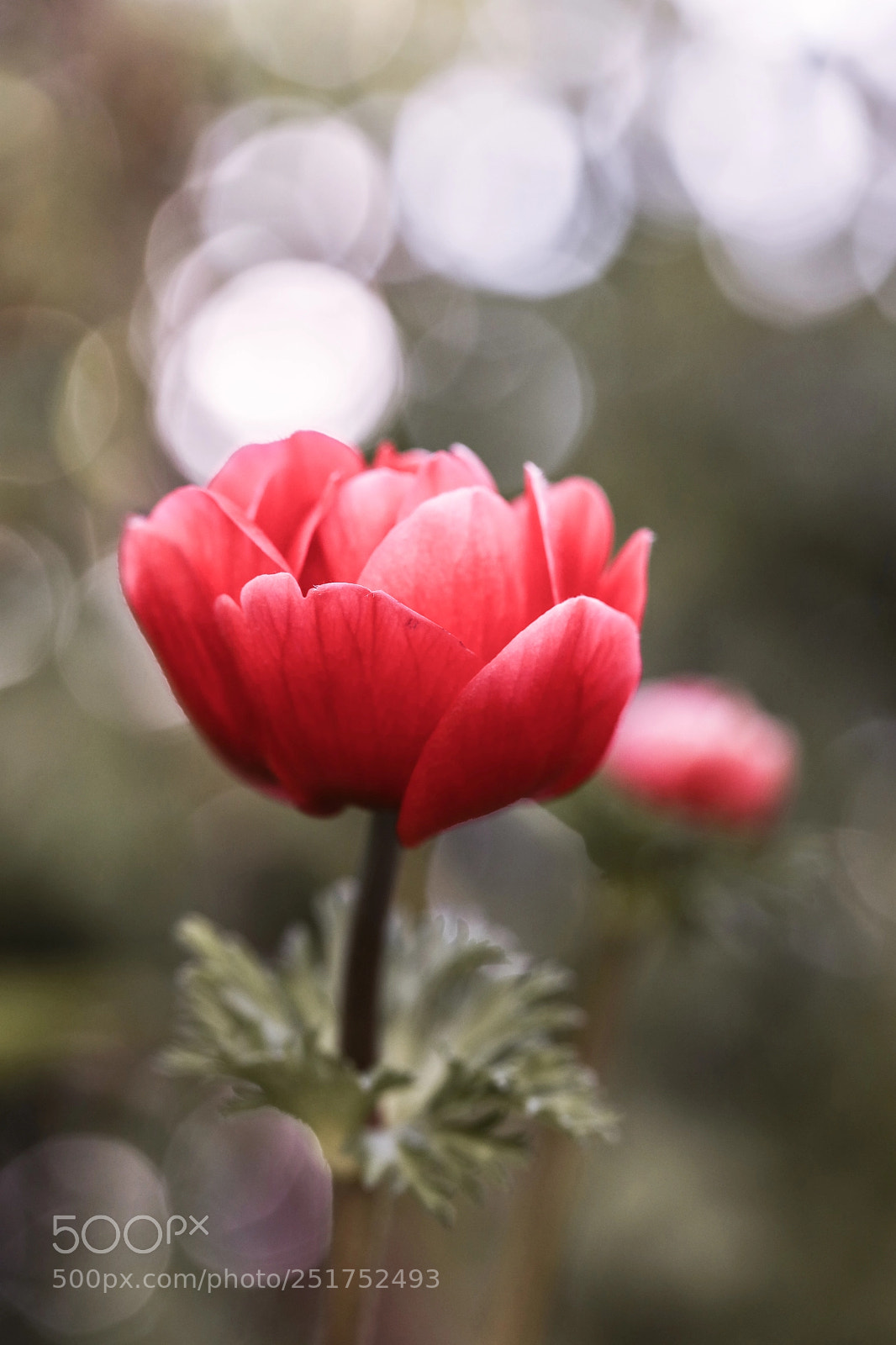 Canon EOS 5D Mark IV sample photo. The rose photography