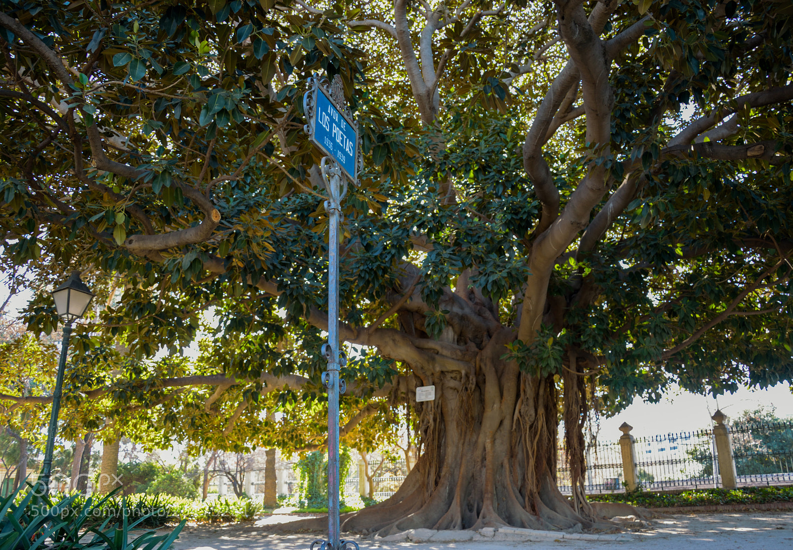 Nikon D3300 sample photo. Ficus en los jardines photography