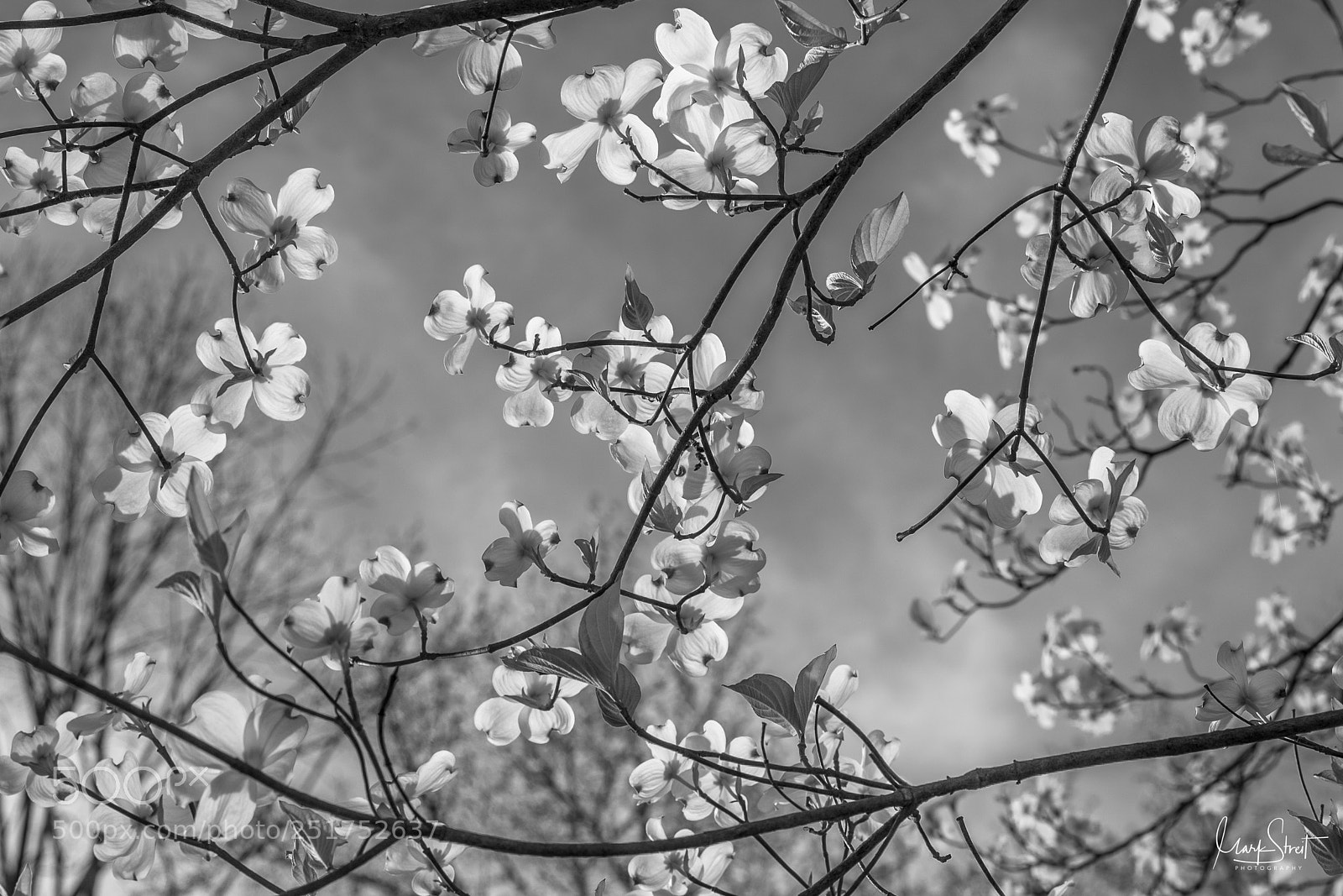 Canon EOS 5D Mark IV sample photo. Georgia's dogwood tree blooms photography