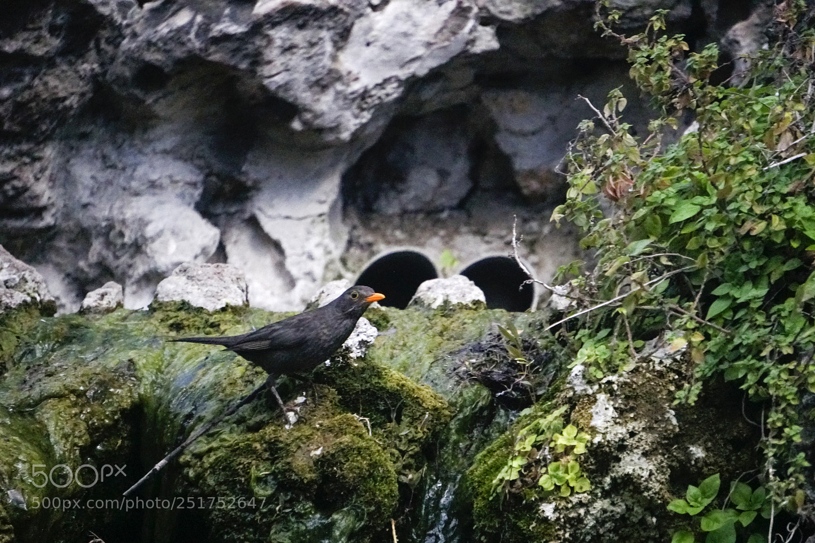 Sony a6500 sample photo. Bird photography