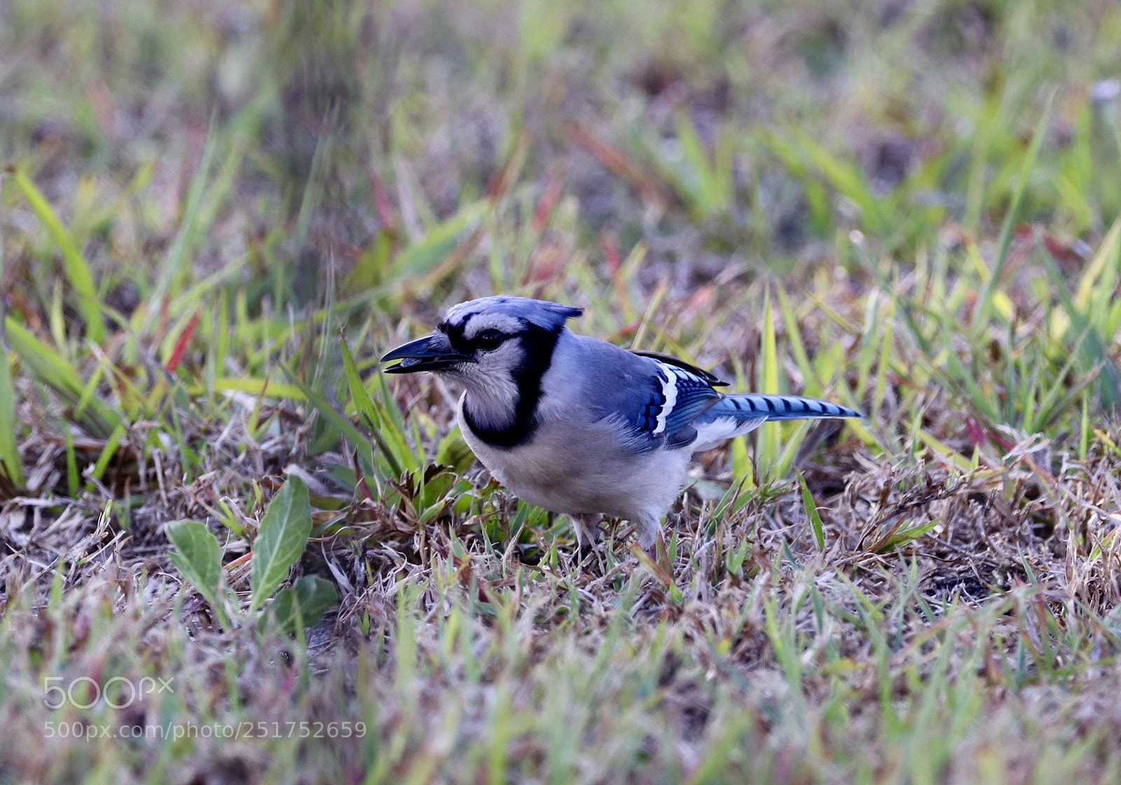 Canon EOS 80D sample photo. Blue jay eating  photography