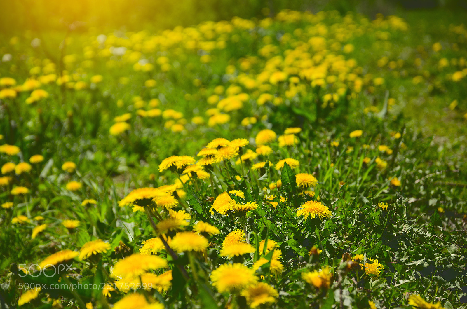 Nikon D5100 sample photo. Blooming dandelions photography