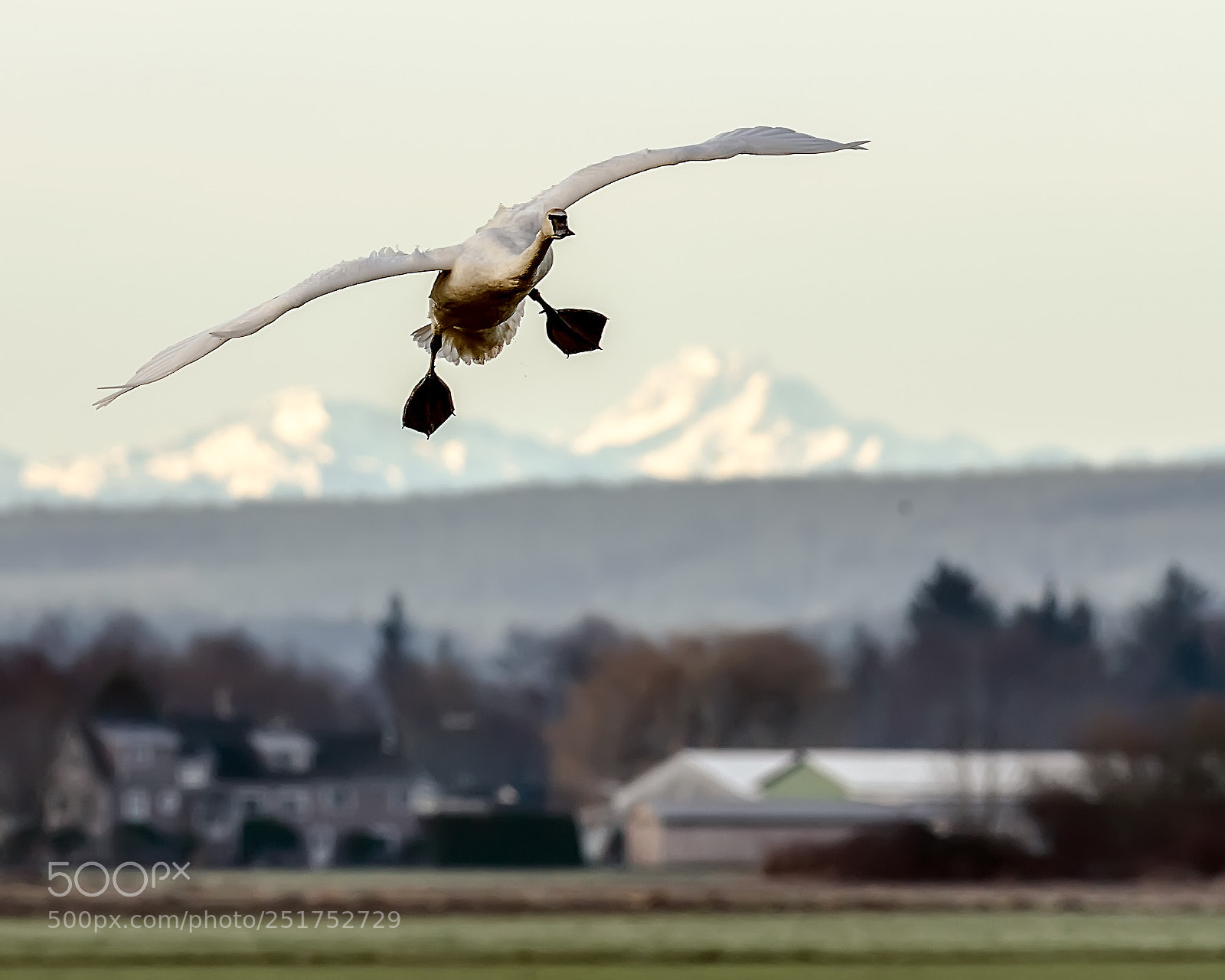 Nikon D7000 sample photo. Trumpeter swans photography