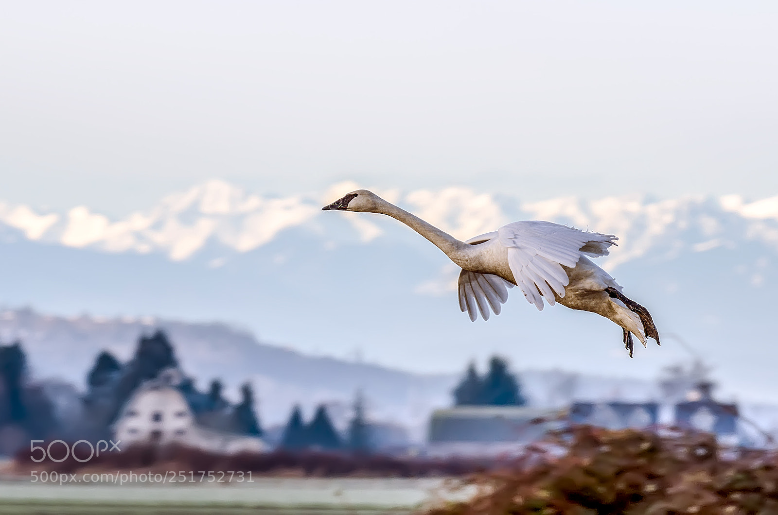 Nikon D7000 sample photo. Trumpeter swans photography
