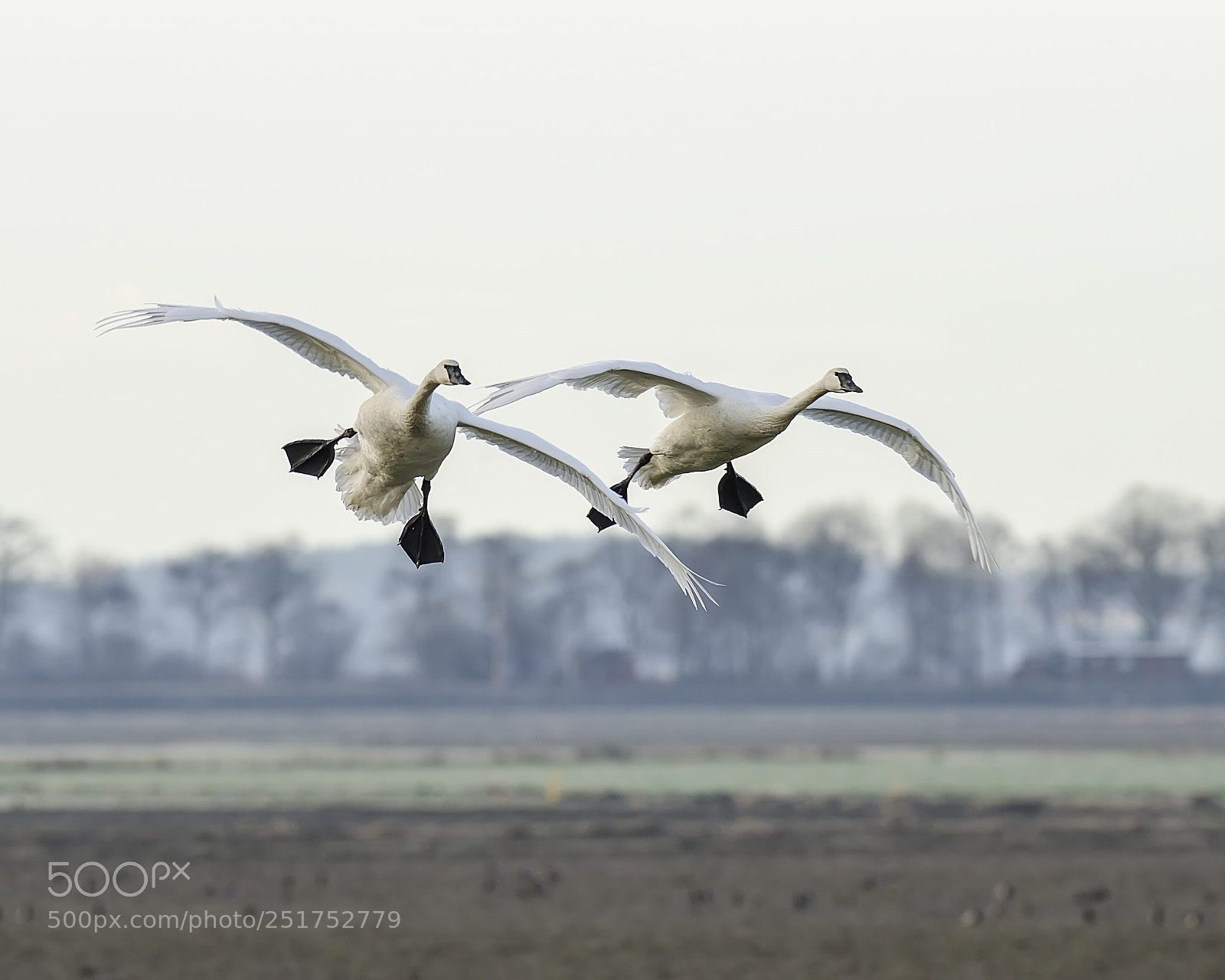 Nikon D7000 sample photo. Trumpeter swans photography