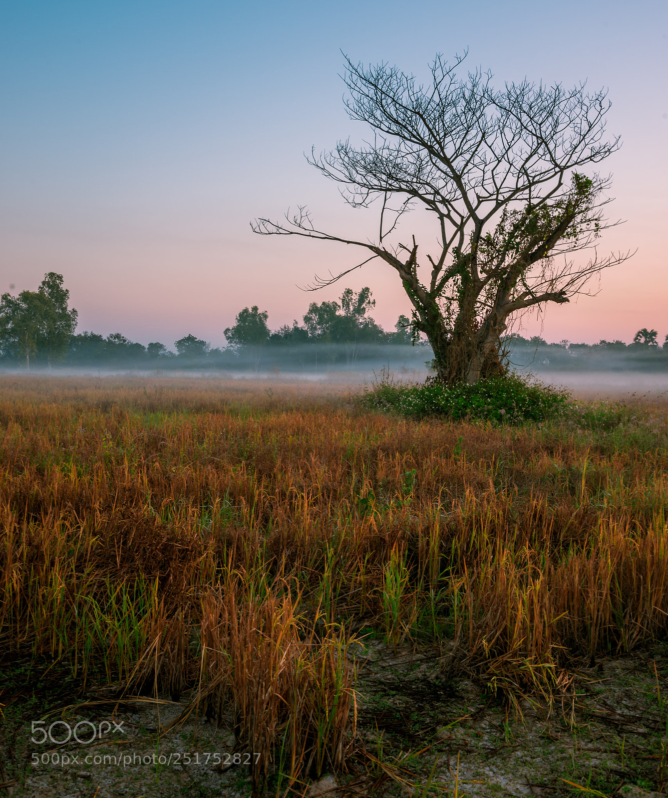 Nikon D600 sample photo. Morning in the mist photography