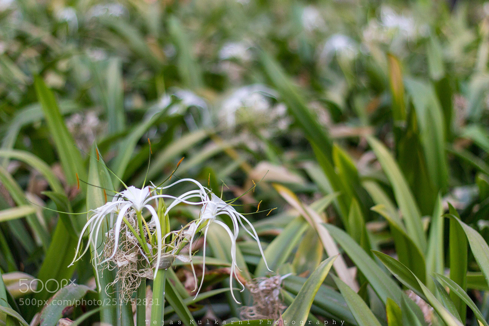 Canon EOS 600D (Rebel EOS T3i / EOS Kiss X5) sample photo. Img photography