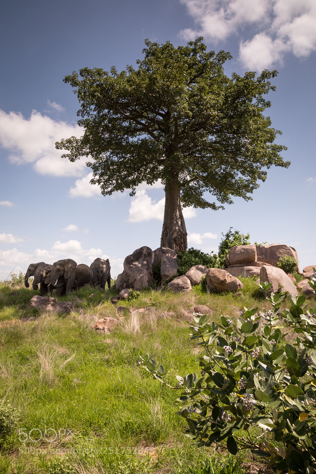 Canon EOS 5D Mark IV sample photo. Fake cotton, real africa photography