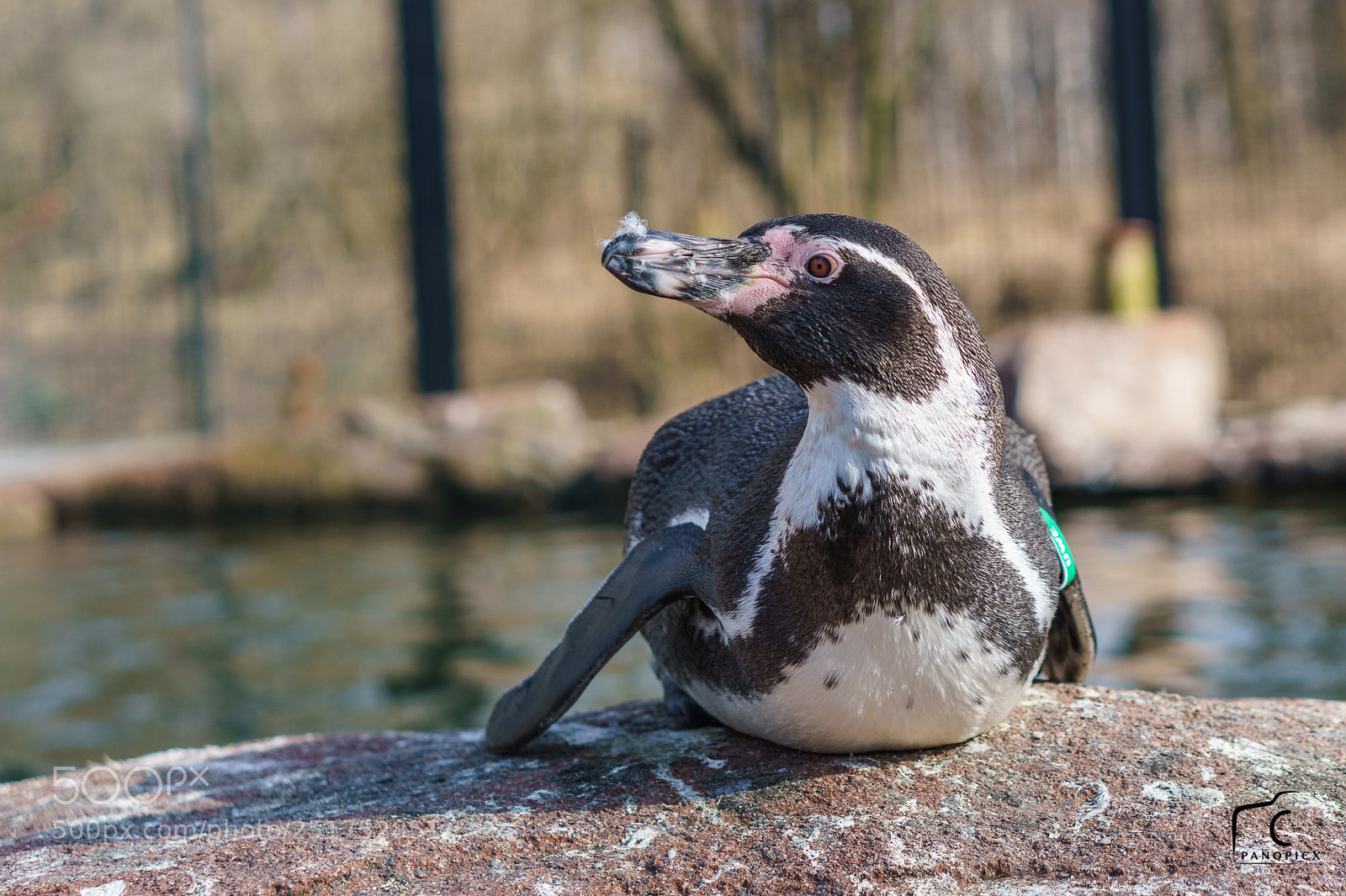Sony a6000 sample photo. Neulich im tierpark photography