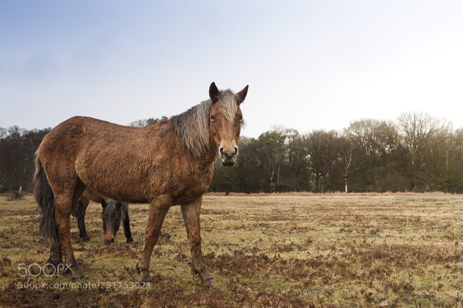 Canon EOS 40D sample photo. New forest ponies near photography