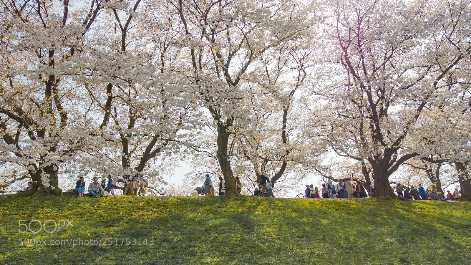 Panasonic Lumix DMC-GH4 sample photo. Sakuralord photography