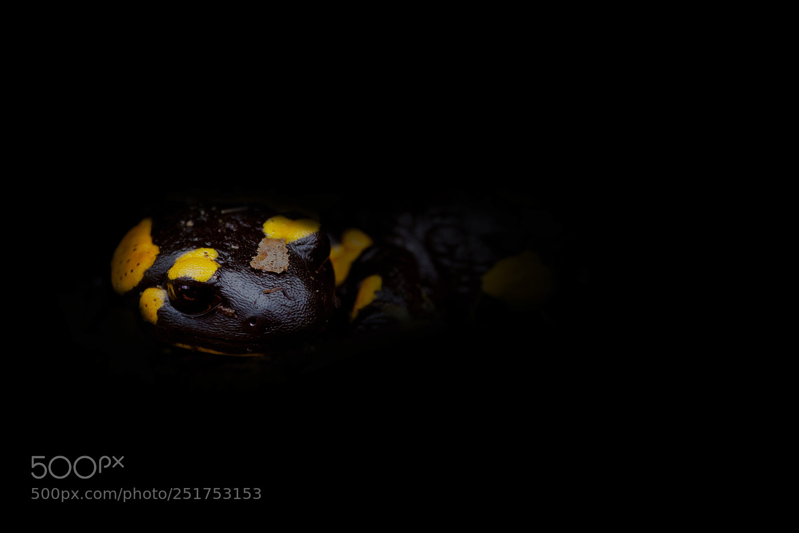 Canon EOS 5D Mark II sample photo. Salamandra salamandra photography