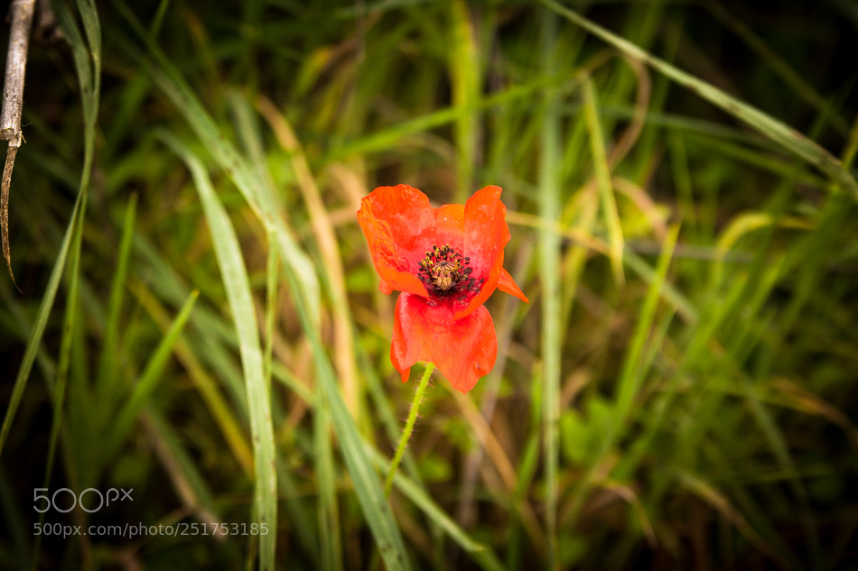Canon EOS 60D sample photo. Flower photography
